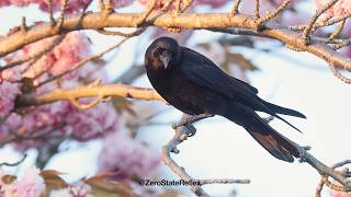 Crows Are Ready For Spring