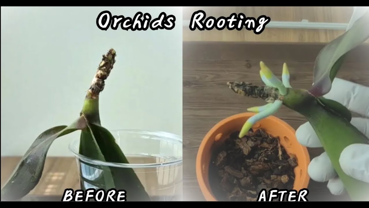 Рис!!! Корни орхидеи сразу же начнут прорастать.