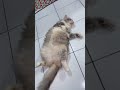 The cat Jill is fast asleep 😴 #cat #catvideos