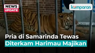 Pria di Samarinda Tewas Diterkam saat Beri Makan Harimau Majikan