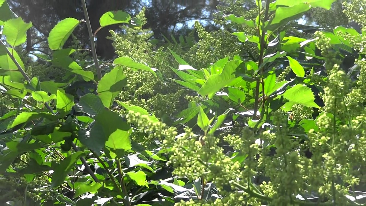 Honey Bees on Smooth Sumac YouTube