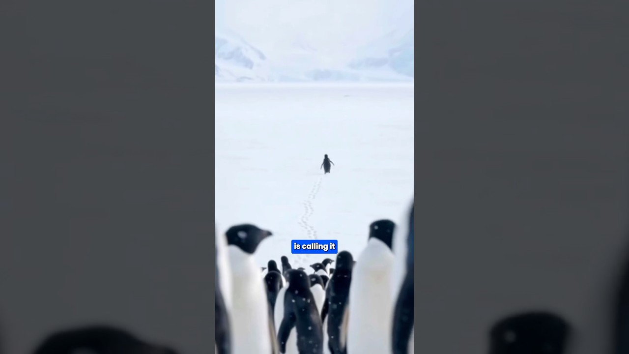 Why I’m Waddling Like a Penguin