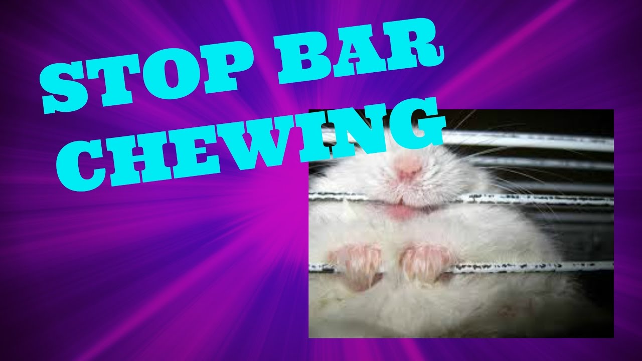 HOW TO STOP YOUR HAMSTER FROM BAR CHEWING YouTube