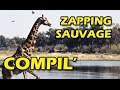 20min de Zapping Sauvage - Compilation - Zapping Animaux