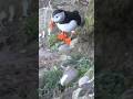 Puffin in north east scotland puffin puffins seabirds cutebirds birds animals animal nature