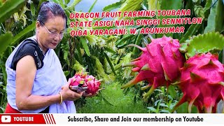 DRAGON FRUIT FARMING TOUBANA STATE ASIGI NAHA SINGGI SENMITLON OIBA YARAGANI | 12 AUG 2025