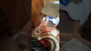 Мыши 🐭- это совсем не домашние питомцы Мыши 🐭- это совсем не домашние питомцы
