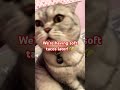 You can’t escape 😈 #shorts #viral #cute #cat #cutecat