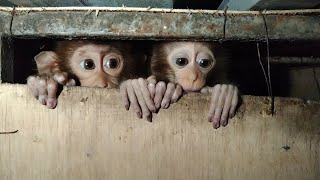 Very sad, these two poor baby monkeys are very hungryl