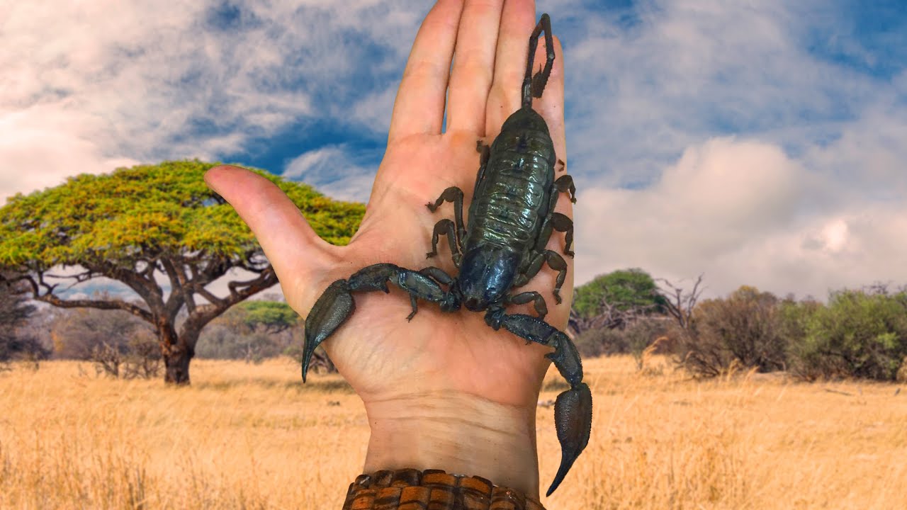 Why do scorpios run away - 🧡 Why Do Scorpions Glow in the Dark? 