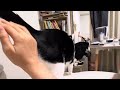 ケツを叩かれて喜ぶ猫