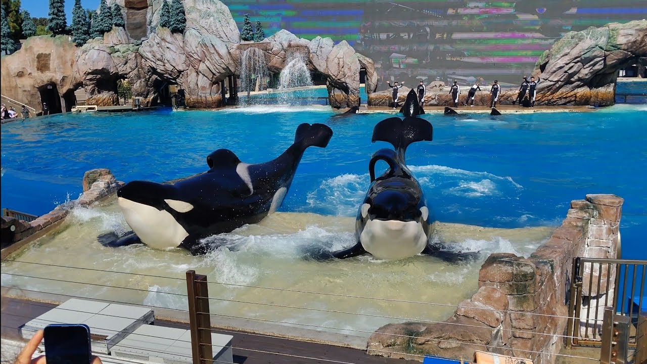 Orca Encounter 2pm show SeaWorld San Diego Saturday October 11th 2025
