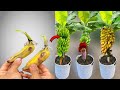 UNIQUE TECHNIQUE For Propagating Banana Plants Using Extremely Simple Bananas Garden Banana
