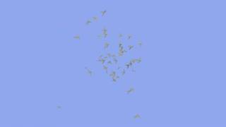 flock of birds with Blender 2.5 Boid physics