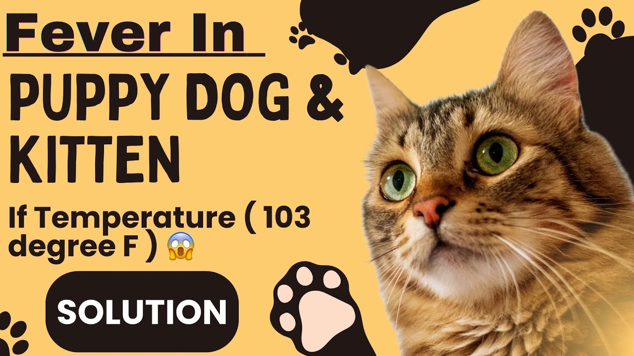 Fever In Puppy 😱|| Fever Solution For Puppies ✅ || Himpyrin Syrup For Puppy ✅ || High Temperature 🤒