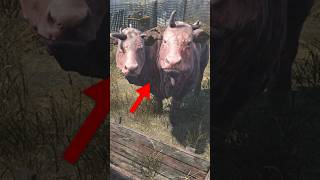 Where To Find BRAHMINS In FALLOUT 76