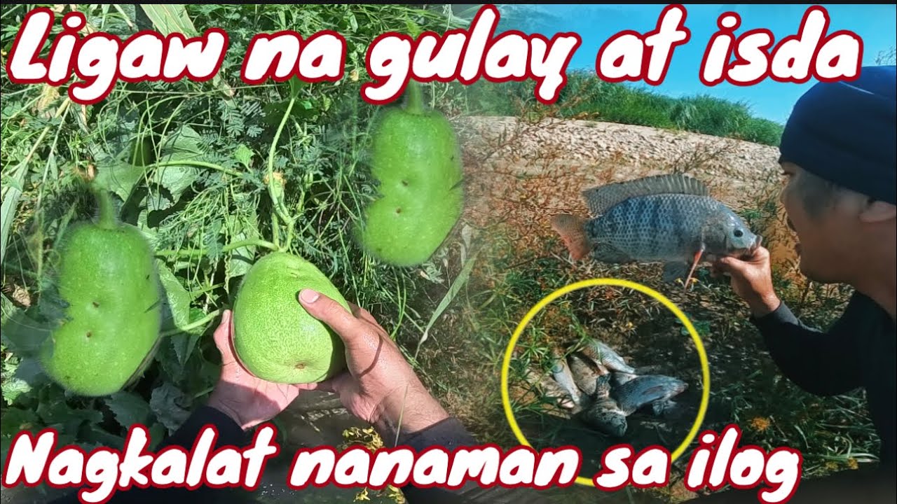 Nagkalat ulit mga ligaw na gulay at isda dito sa ilog ng taiwan!