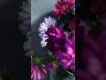 #цветы #астры