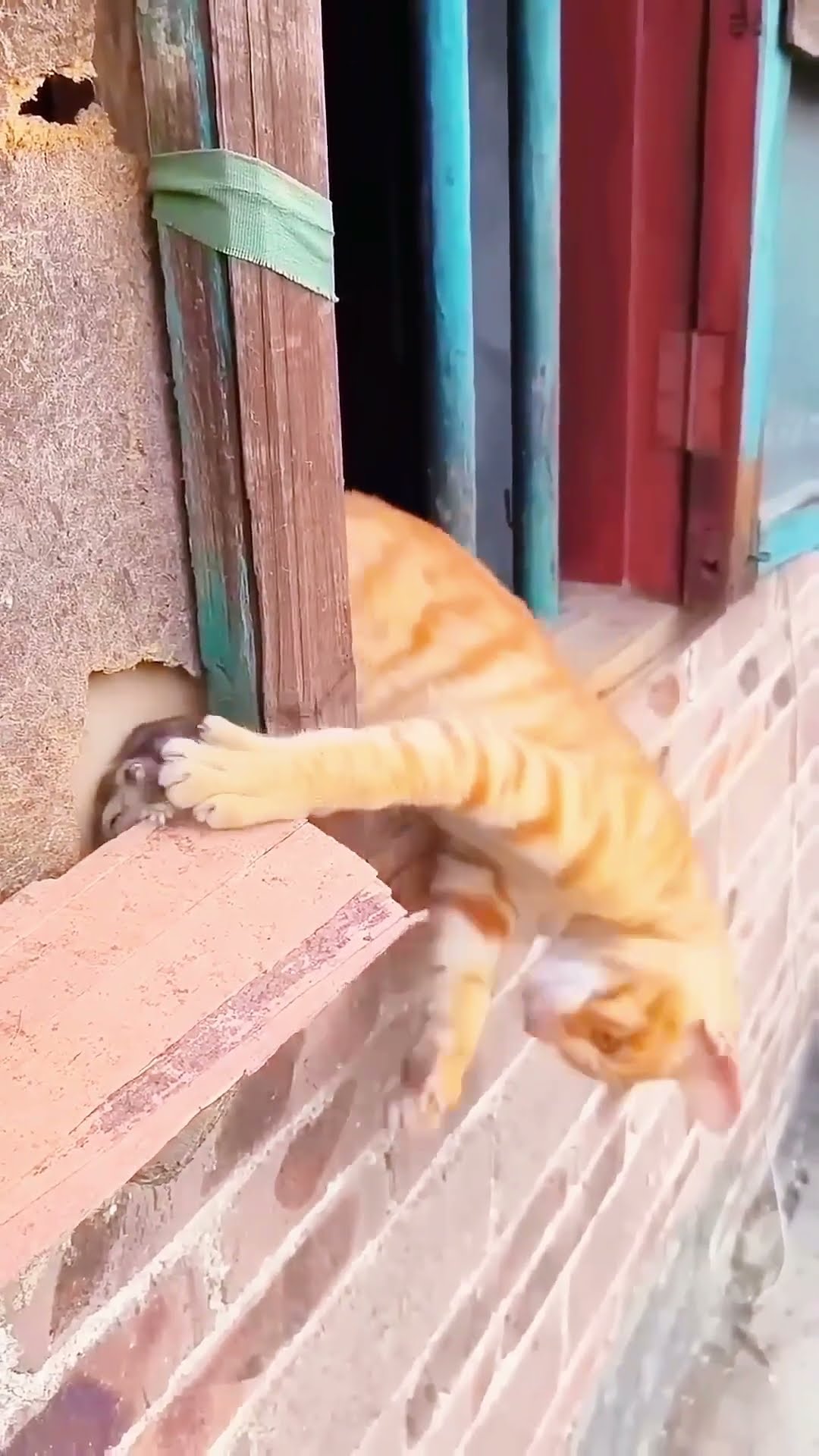 看到猫咪和老鼠很惊讶 #路飞 #海贼王