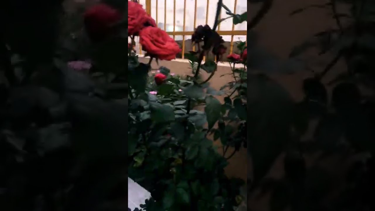 Beautiful Rose Garden Amazing Nature Video