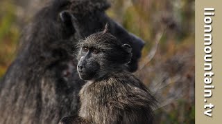 The Chacma Baboon.