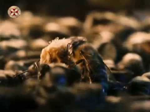 ფუტკრის გამოკვება