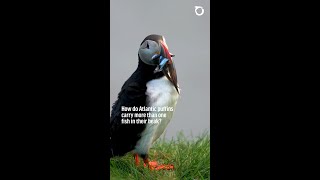 How do Atlantic puffins carry more than one fish in their beak?
One of the most charming sights in seabird colonies is a puffin returning from the sea with a beak full of capelin fish neatly stacked crosswise. It’s not just cute; it’s clever. Watch this video to learn more.
#seabirds #birdwatching #marinescience How do Atlantic puffins carry more than one fish in their beak?