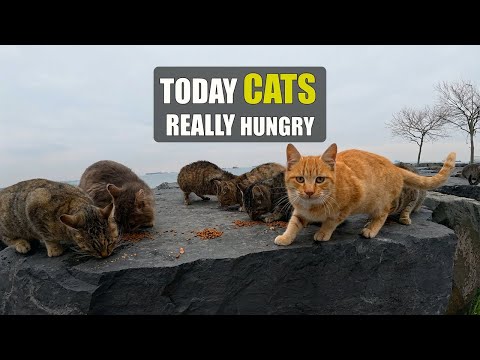 Helping to stray cats for survive winter