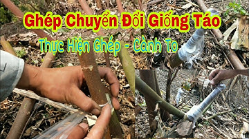 Cách Ghép Táo - Cành To - Sau Khi Đốn ||Vườn Cây Ăn Trái Vlog