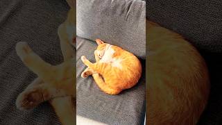 Every Café Has A Cat