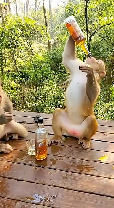 Monkey Drink Riot: Chug, Stumble & Total Jungle Meltdown!#shorts #animals #Cat #monkey