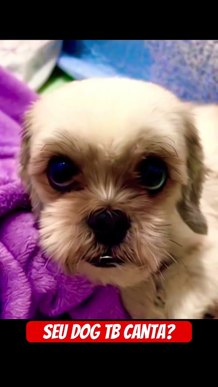 SEU DOG TAMBÉM CANTA? #mayumigames #funny #cute #animation #shortsvideo #youtubeshorts