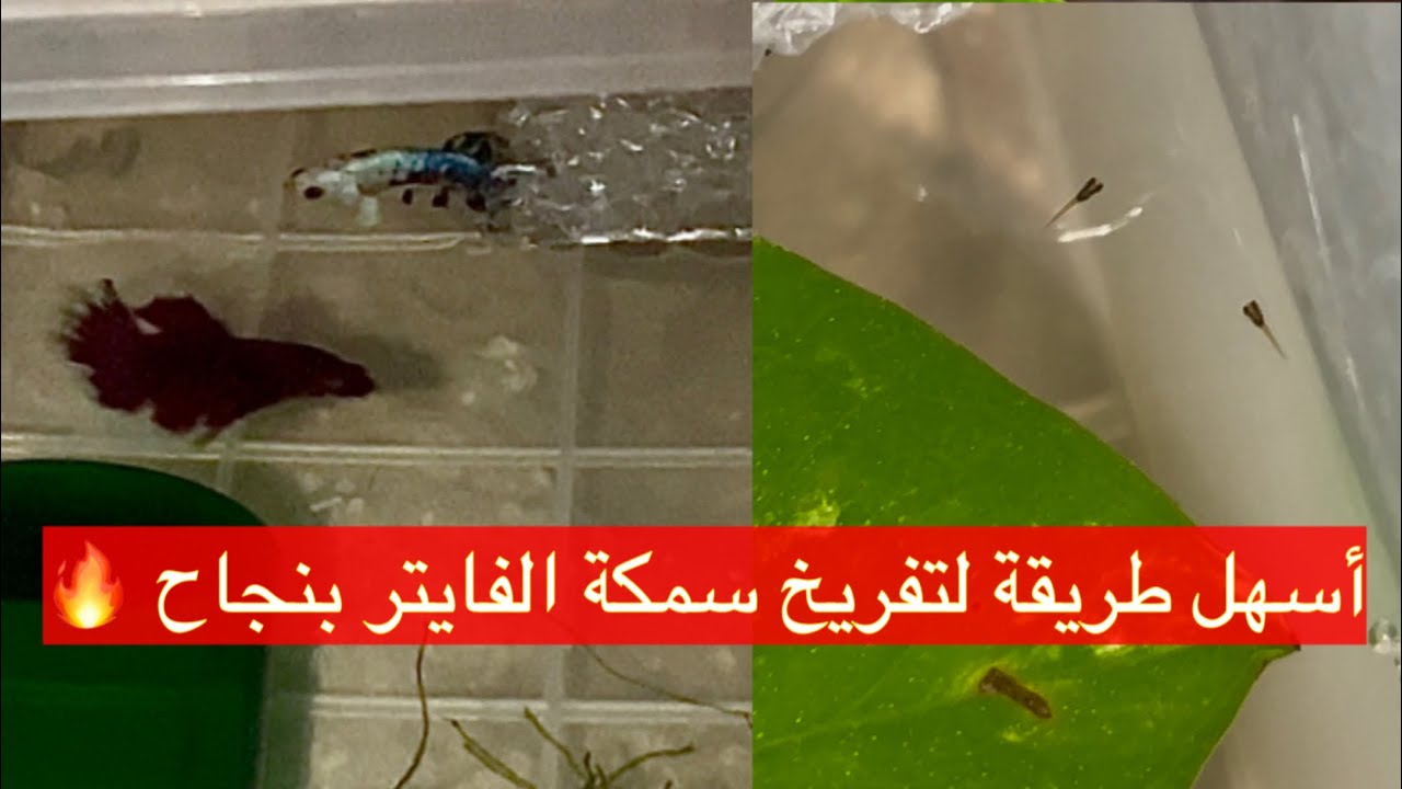 أسهل طريقة لتفريخ سمكة الفايتر بنجاح 💯 | خطوة بخطوة للمبتدئين 🐠🔥