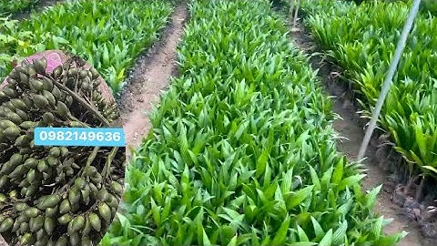 Areca Palm - Areca Palm, Zaailingen van verschillende groottes 📱0982149636