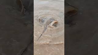 Blue sting ray release.