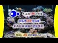 【 LED水族燈具 】- 產品介紹 及客戶安裝實例 - 1呎至5呎,可產生令人炫目的漂亮水波紋- 水族世界樂悠遊 !! - 觀賞魚 魚缸主燈/補光燈/造景燈/ DIY