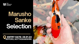 The Japanese Koi Selections Continue - Part 2 | The Nishikigoi Journal | EP#031