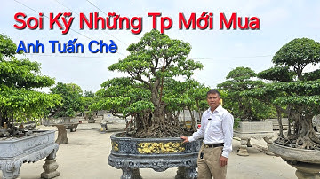 SOI KỸ những TP Anh TUẤN CHÈ mới mua * XEM CÓ NÉT ĐẶC BIỆT GÌ ? *