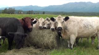 Alaska Grown- Grasses