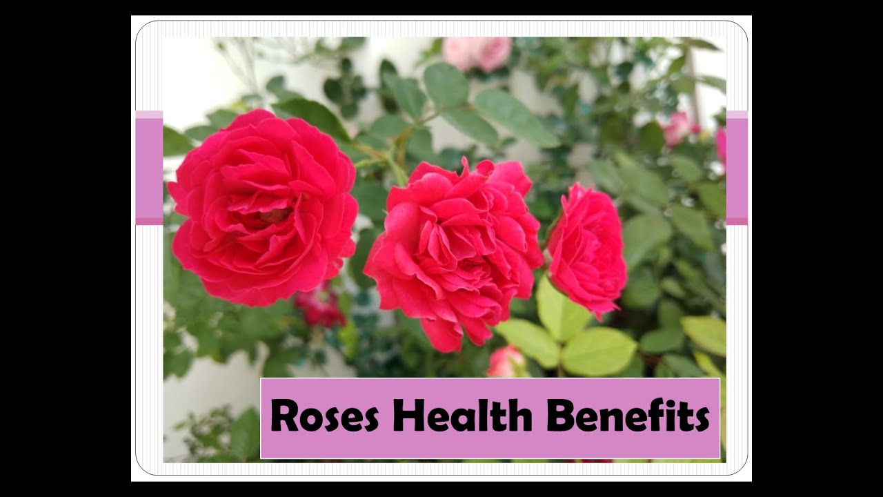 ASMR Roses Health Benefits YouTube