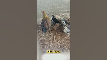 Pure red junglefowl / kuv tus lau qaib qus yuav tag 6/17/2025
