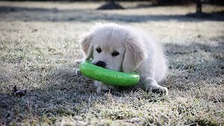 Puppy training with Keeper (Golden retriever) episode 3 (how to bathe and blow dry a puppy)