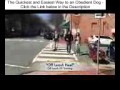 Is YOUR Dog THIS Amazing Off Leash with Distractions Boarding and Training in Northern Virginia - Is YOUR Dog THIS Amazing Off Leash with Distractions Boarding and Training in Northern Virginia -