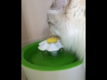 Prince Yuvi drinking from the Flower Fountain