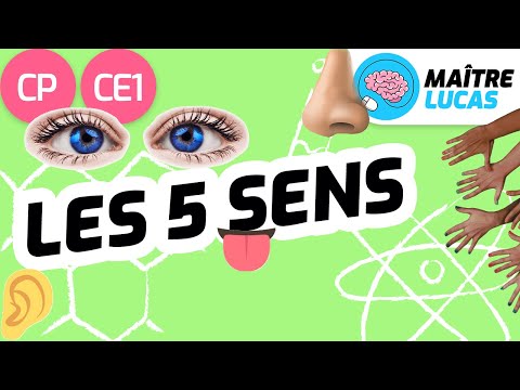 Les 5 sens CP - CE1 - Cycle 2 - Questionner le monde - Le monde du vivant