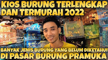 Grebek Harga Burung Terbaru 2022 Kios Lancar Jaya Edie Jovanis Pasar Burung Pramuka Terlengkap