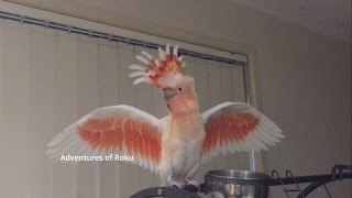 Major Mitchell Cockatoo and his Budgie Friend