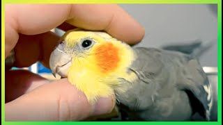 Scritching 'Tiels, Foraging & Singing The Bird Sanctuary | 3hrs of Happiness