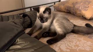 Keep them busy with a paper straw 🐈‍⬛ Siamese cat enjoys her simple toy more than expensive ones! by Angelo Br. 90 views 1 year ago 38 seconds