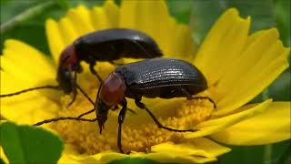 Escarabajo toro,escarabajo toro del sol (Heliotaurus ruficollis)